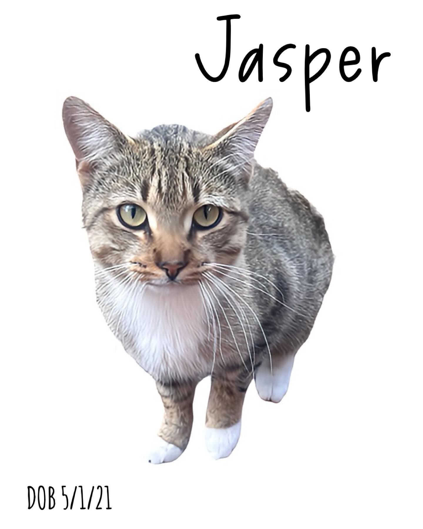 Jasper, an adoptable Domestic Short Hair in Sioux Falls, SD, 57101 | Photo Image 2