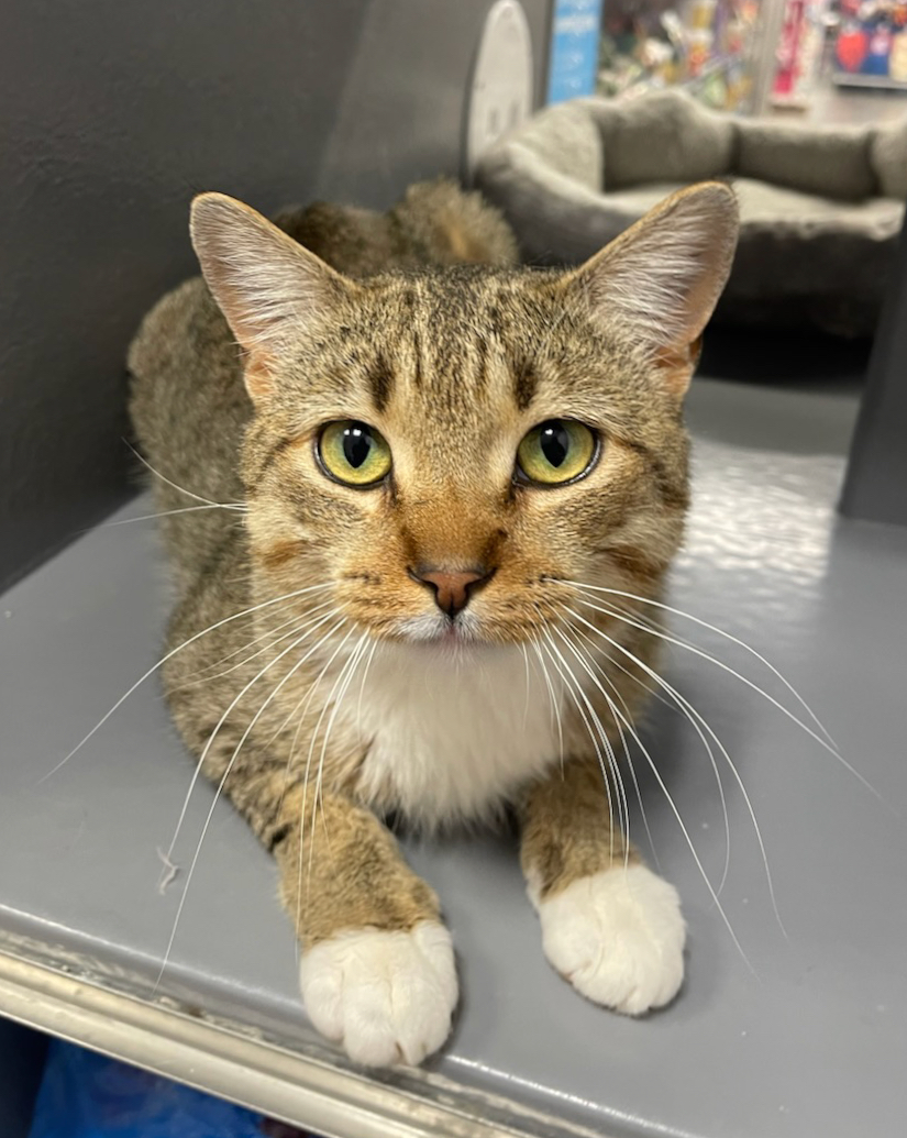 Jasper, an adoptable Domestic Short Hair in Sioux Falls, SD, 57101 | Photo Image 1