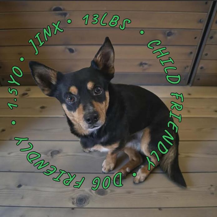 Jinx Adopted, Adopted, Young Male Chihuahua.