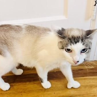 Enlarge Luna, a Adopted Domestic Short Hair in west Warwick, RI image 1/3