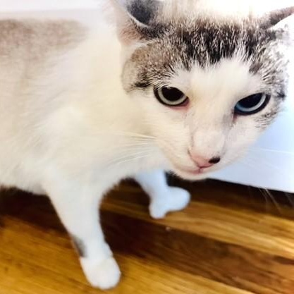 Enlarge Luna, a Adopted Domestic Short Hair in west Warwick, RI image 2/3