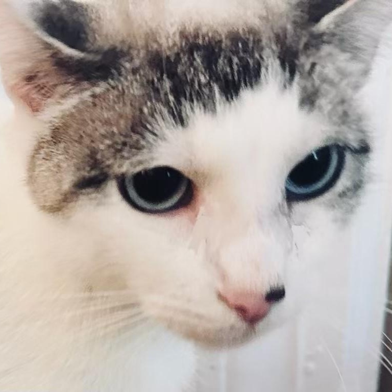 Enlarge Luna, a Adopted Domestic Short Hair in west Warwick, RI image 3/3