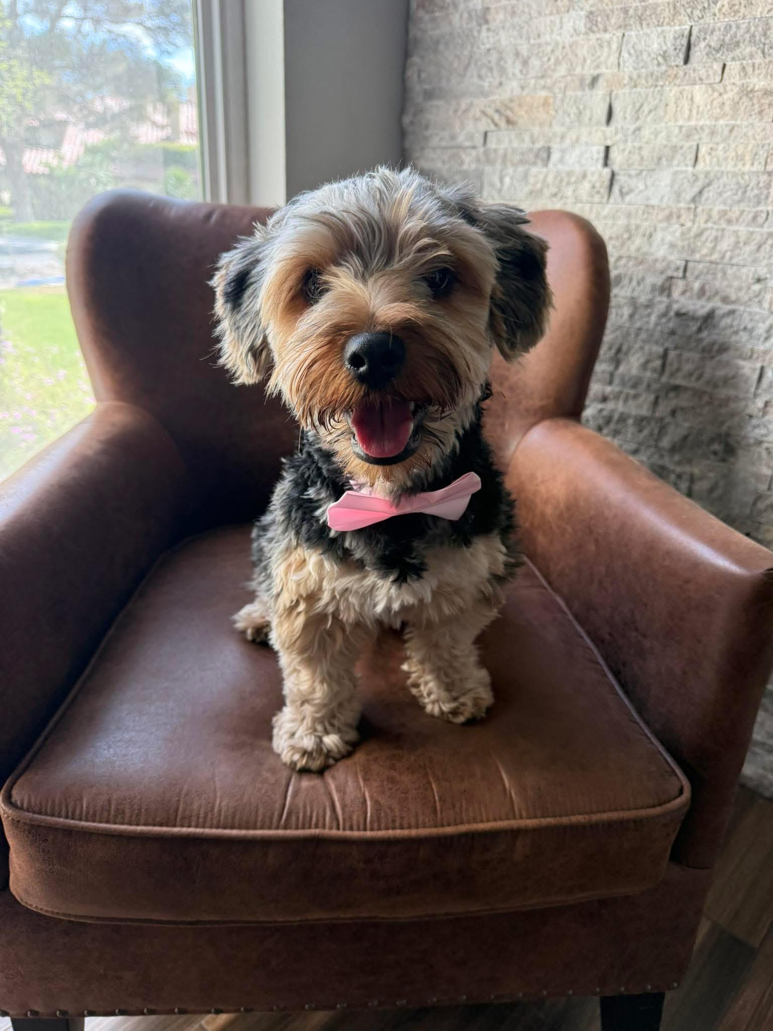 Todd, ADOPTABLE, Adult Male Yorkshire Terrier.