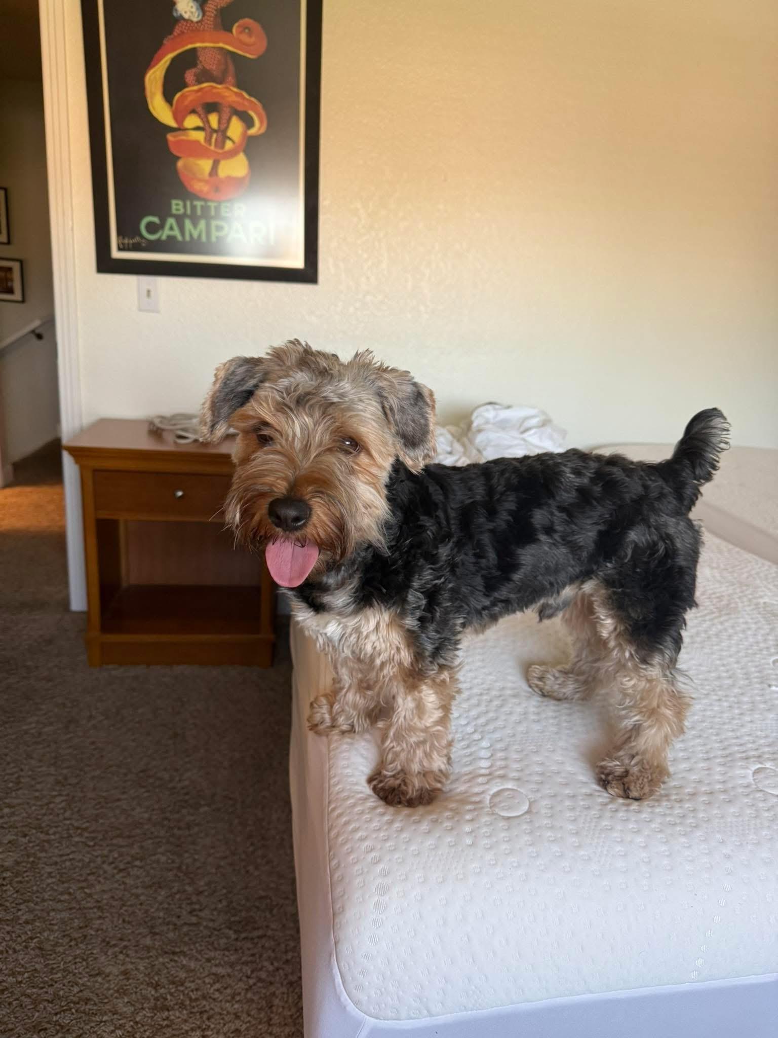 Enlarge Todd, a ADOPTABLE Yorkshire Terrier in Las Vegas, NV image 5/6