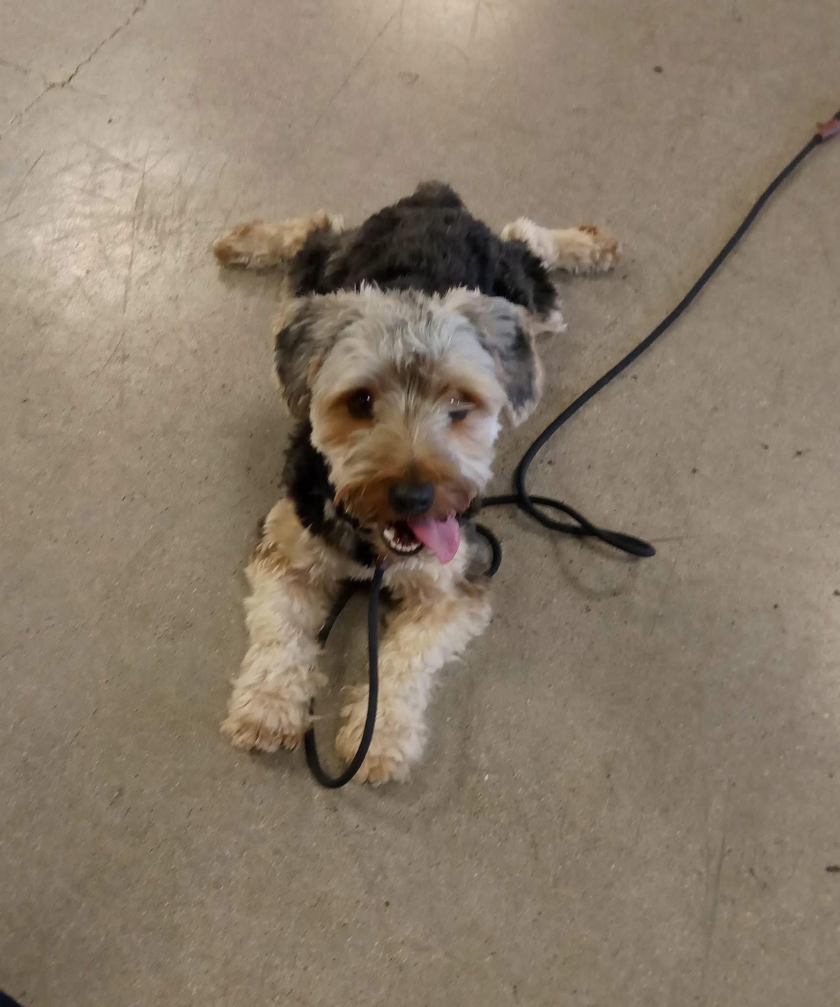 Enlarge Todd, a ADOPTABLE Yorkshire Terrier in Las Vegas, NV image 4/6