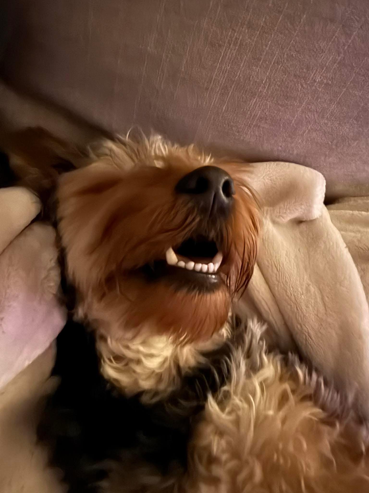 Enlarge Todd, a ADOPTABLE Yorkshire Terrier in Las Vegas, NV image 6/6