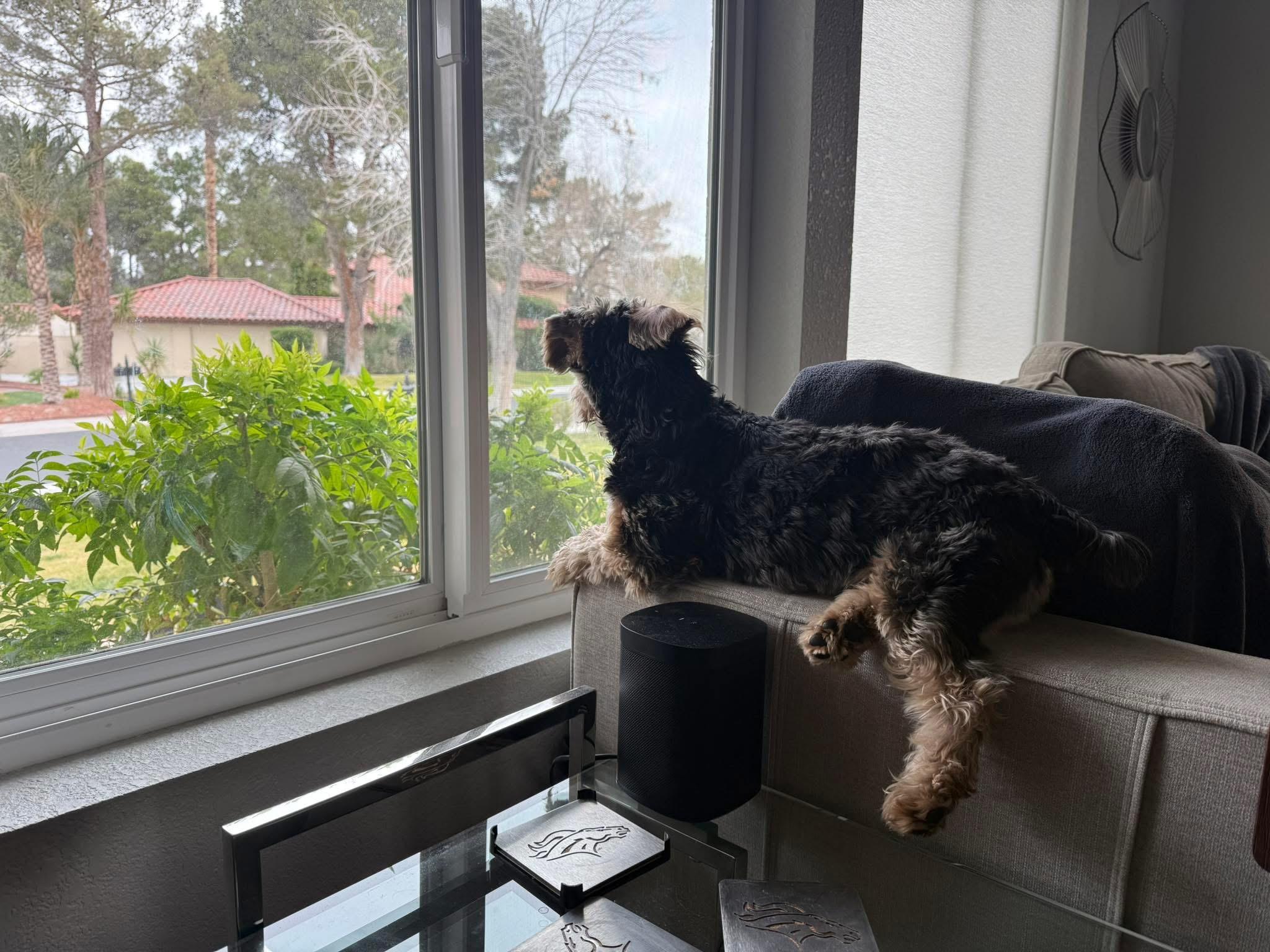 Enlarge Todd, a ADOPTABLE Yorkshire Terrier in Las Vegas, NV image 3/6