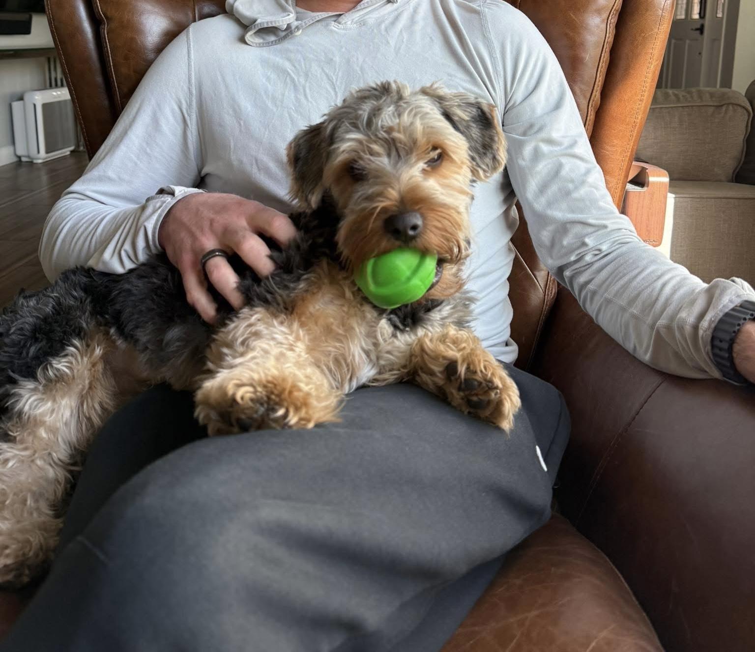 Enlarge Todd, a ADOPTABLE Yorkshire Terrier in Las Vegas, NV image 2/6