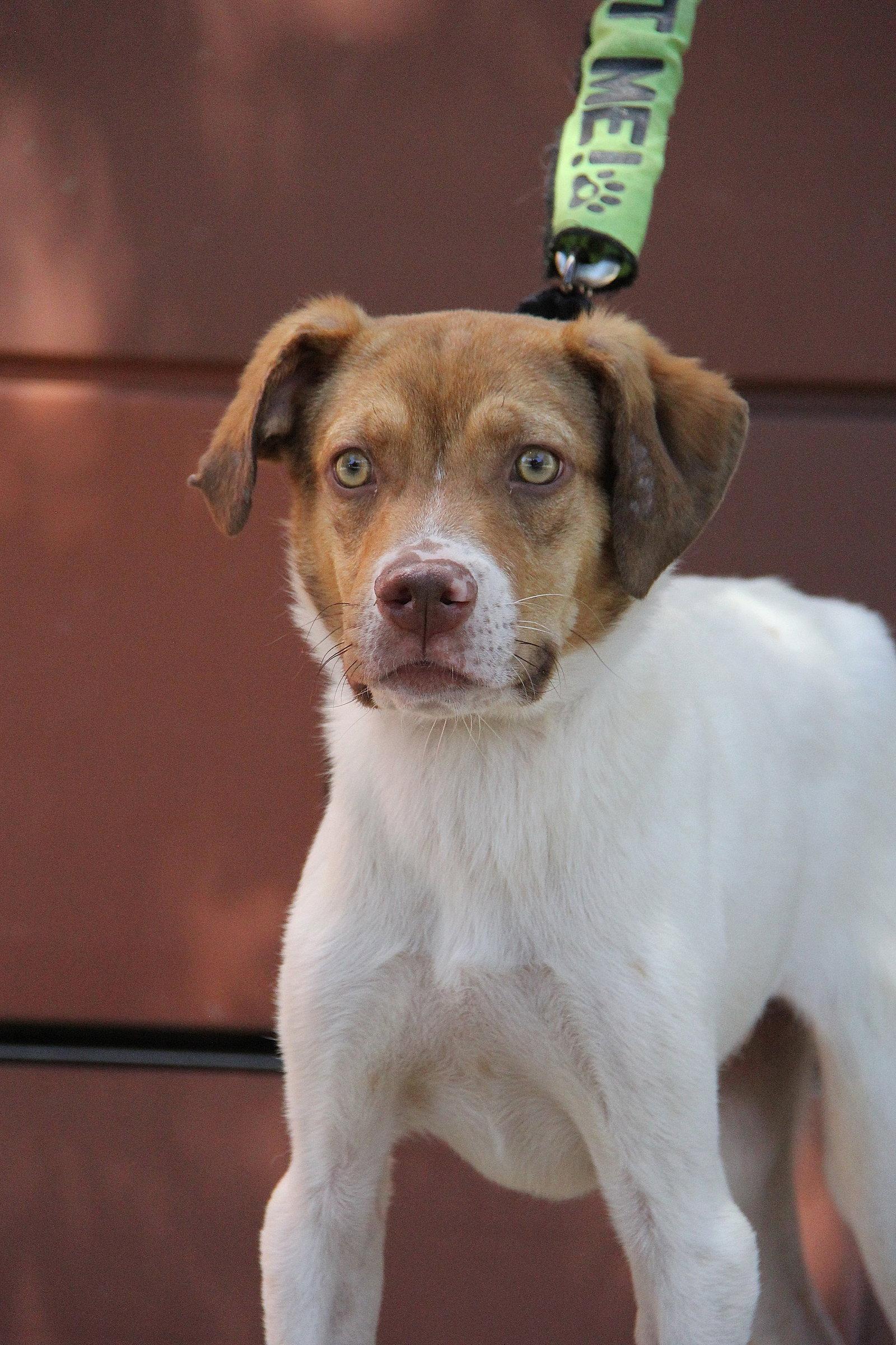 Oscar, Adoptable, Young Male Australian Shepherd & Hound.