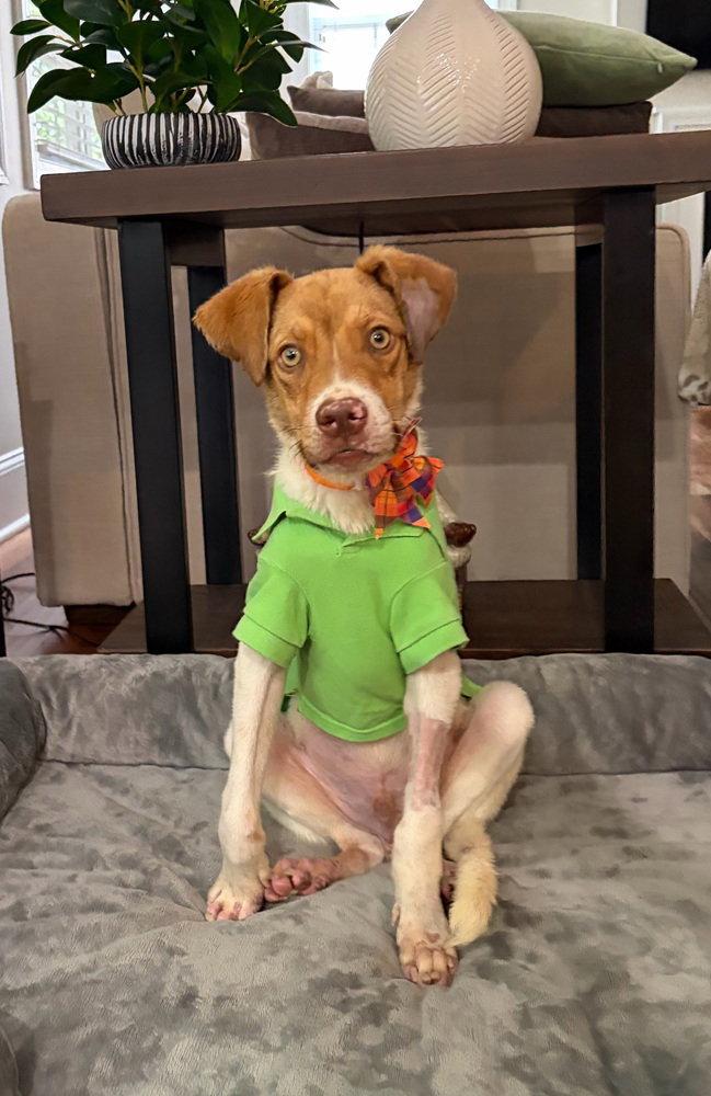 Enlarge Oscar, a Adoptable mixed breed in Charlotte, NC image 2/3
