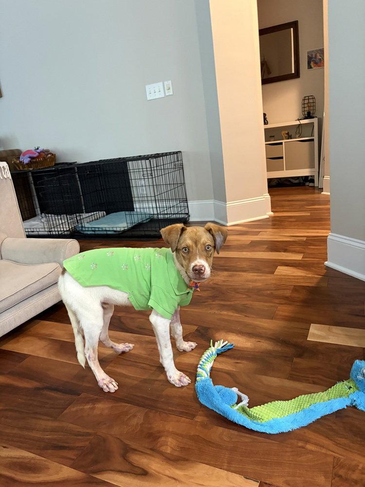 Enlarge Oscar, a Adoptable mixed breed in Charlotte, NC image 3/3
