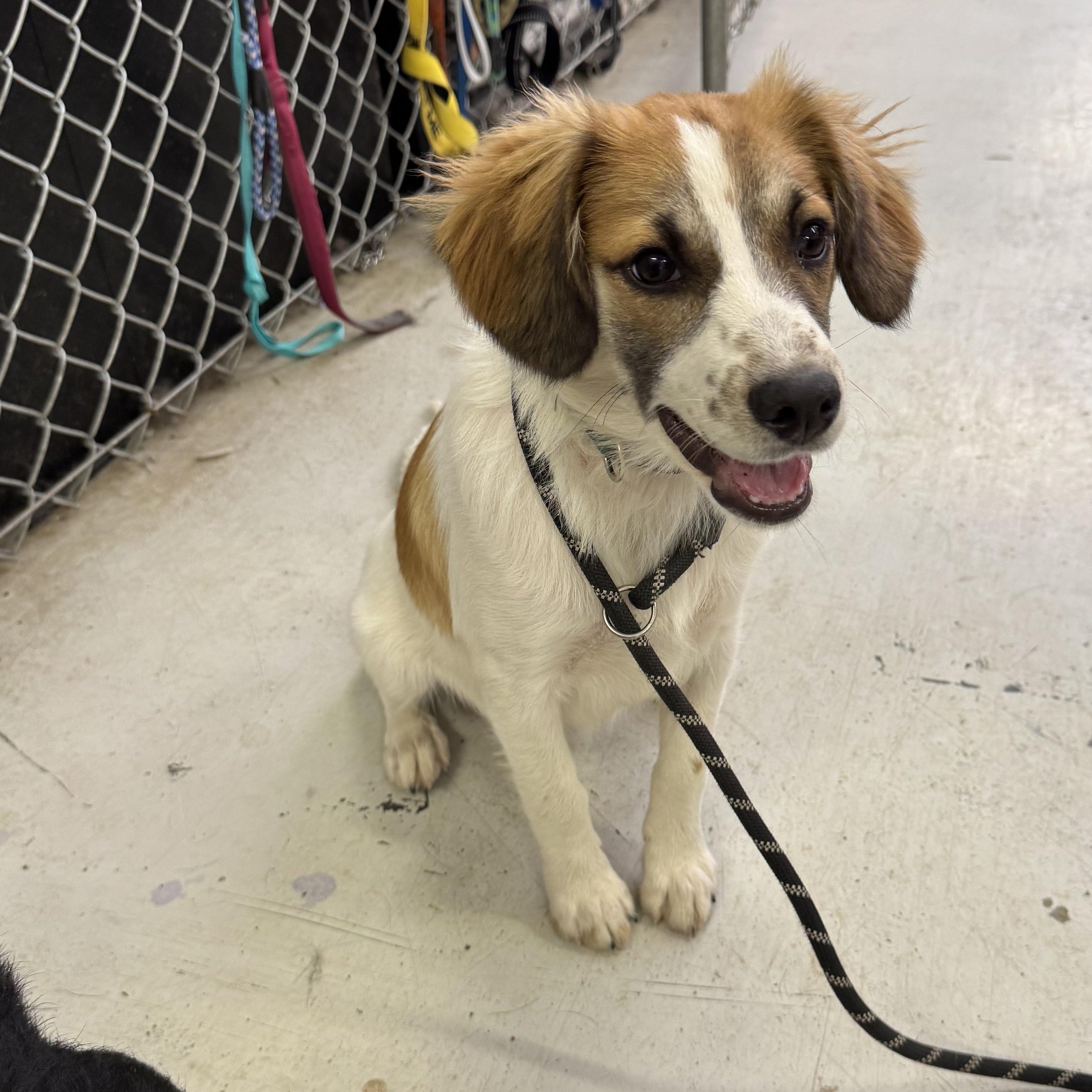 Enlarge Joey, an adopted Mixed Breed in Muldrow, OK image 1/2