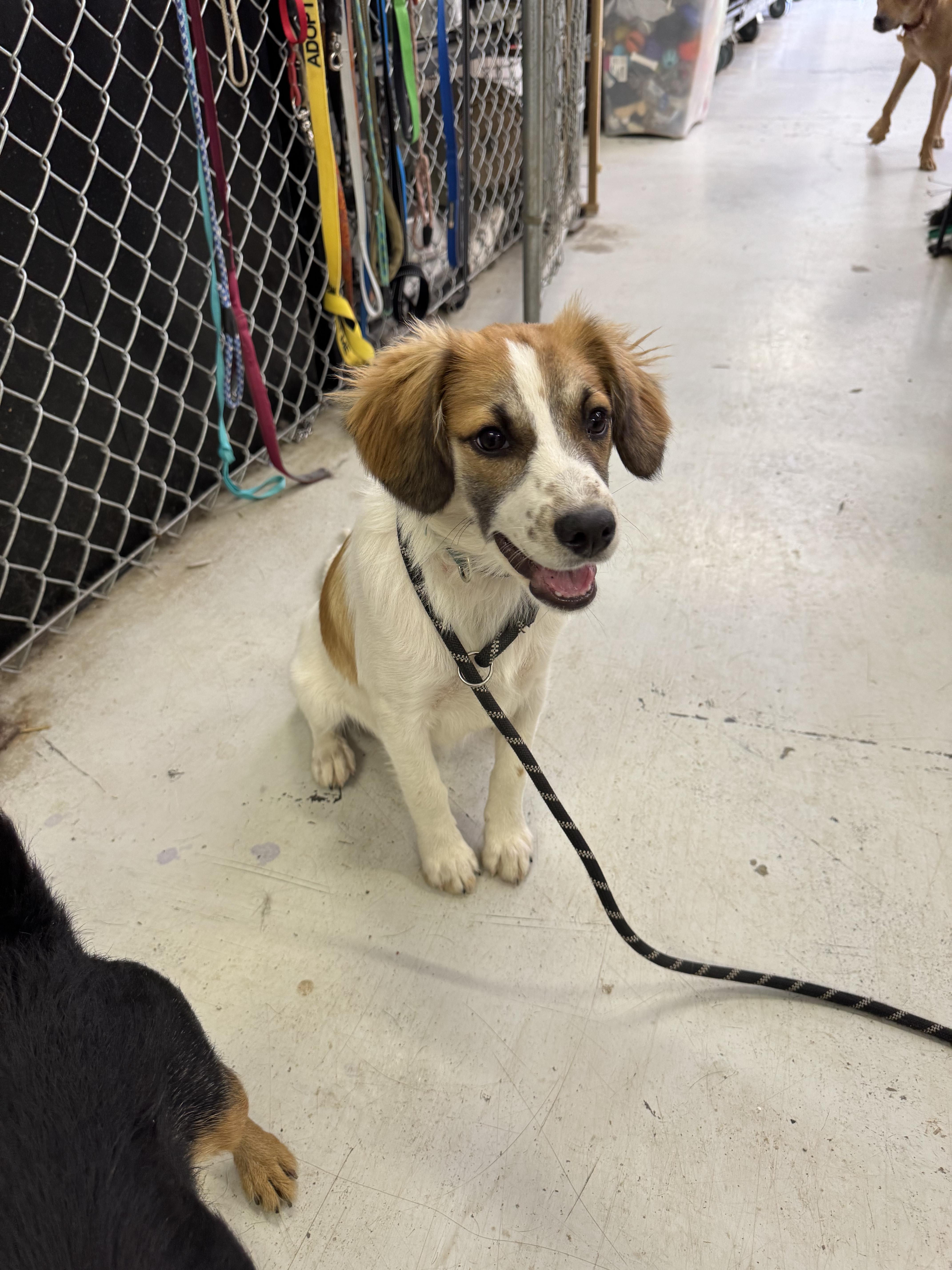 Enlarge Joey, an adopted Mixed Breed in Muldrow, OK image 2/2