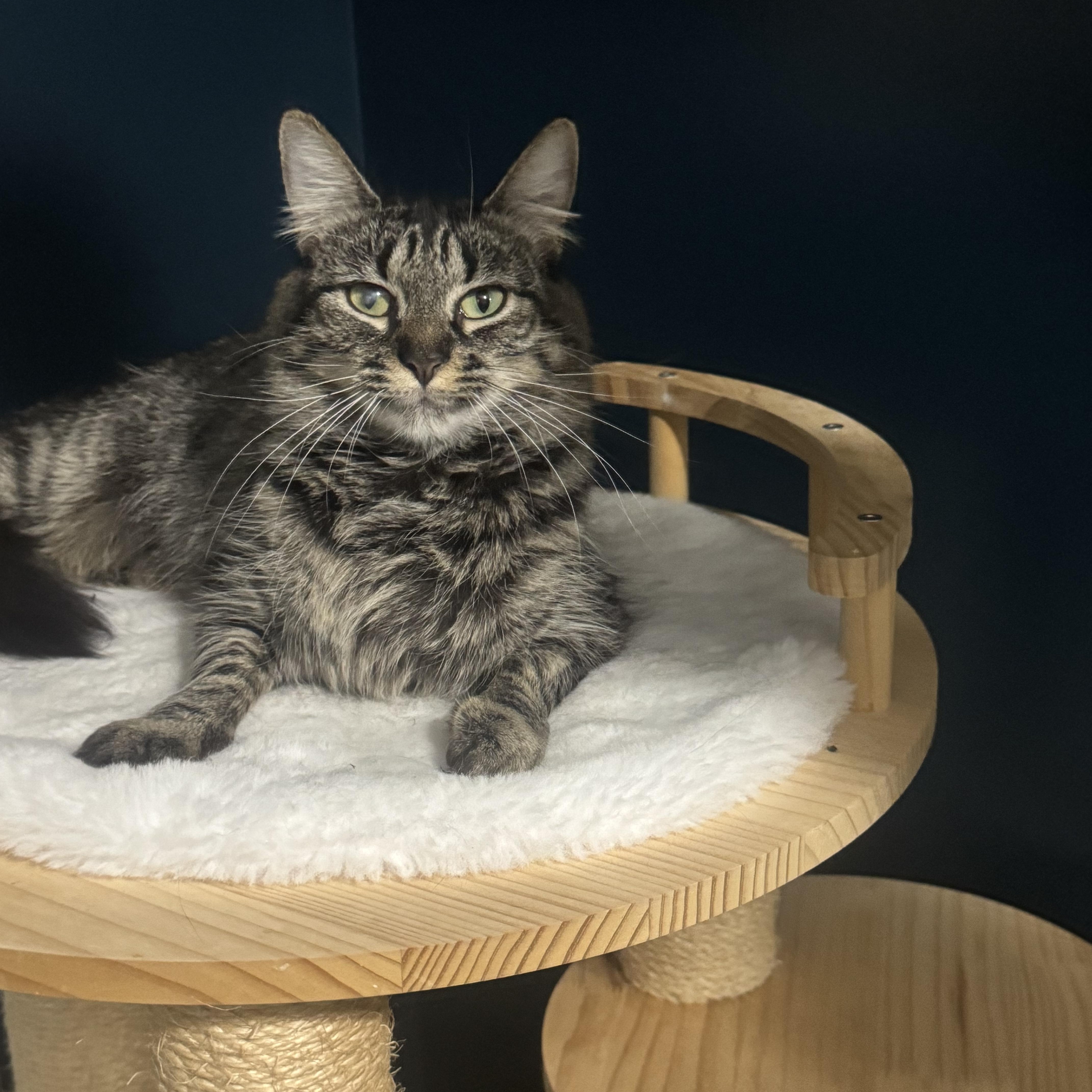 Enlarge Angel, a ADOPTABLE Domestic Medium Hair in Charlotte, NC image 3/5