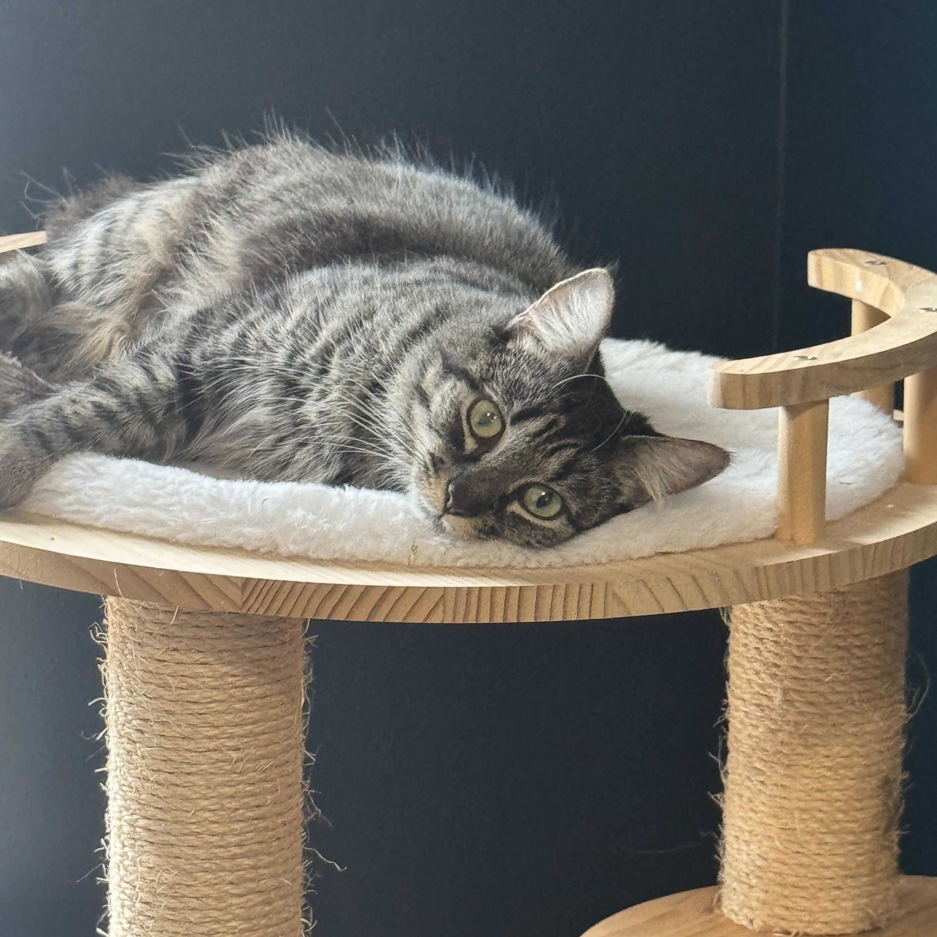 Enlarge Angel, a ADOPTABLE Domestic Medium Hair in Charlotte, NC image 2/5