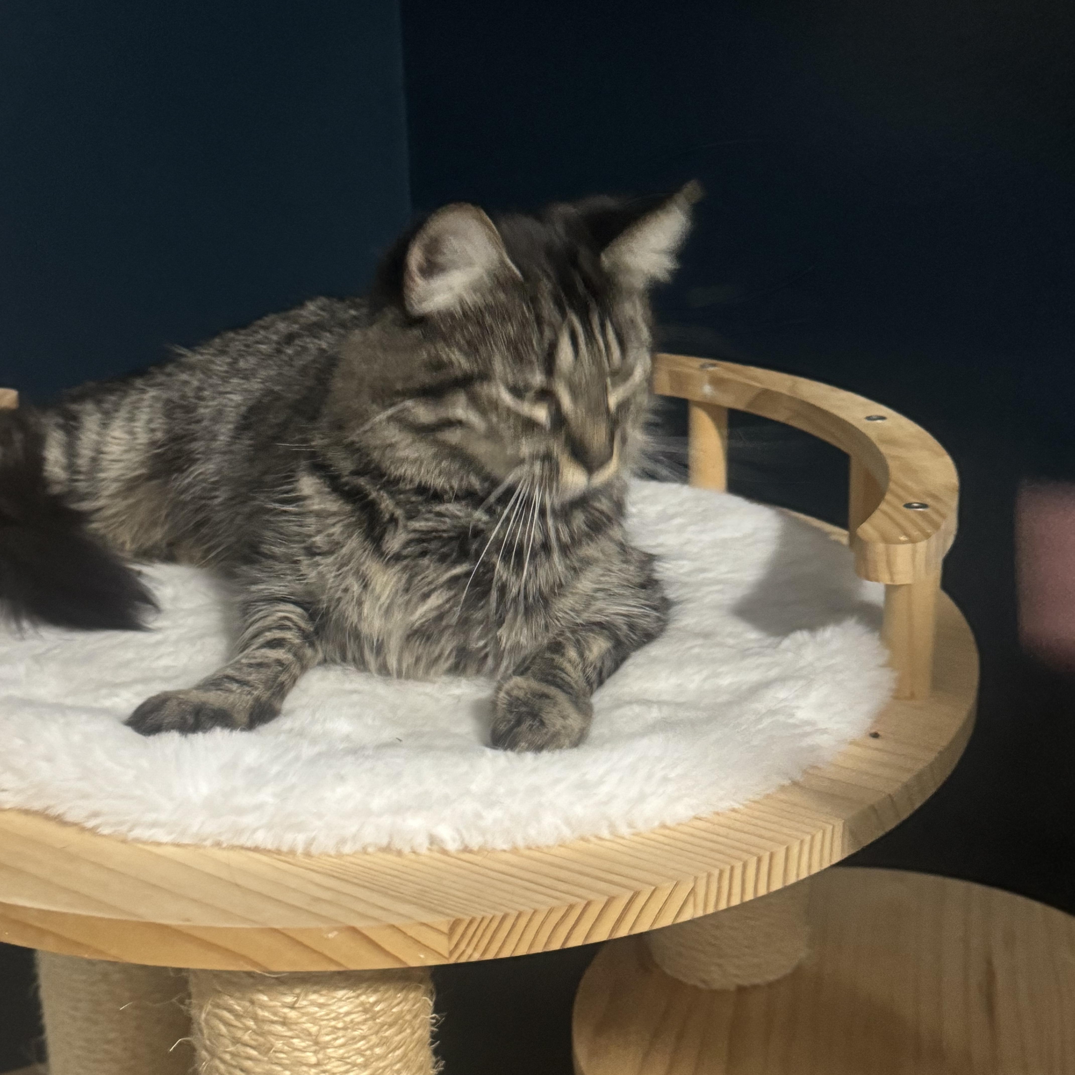 Enlarge Angel, a ADOPTABLE Domestic Medium Hair in Charlotte, NC image 5/5