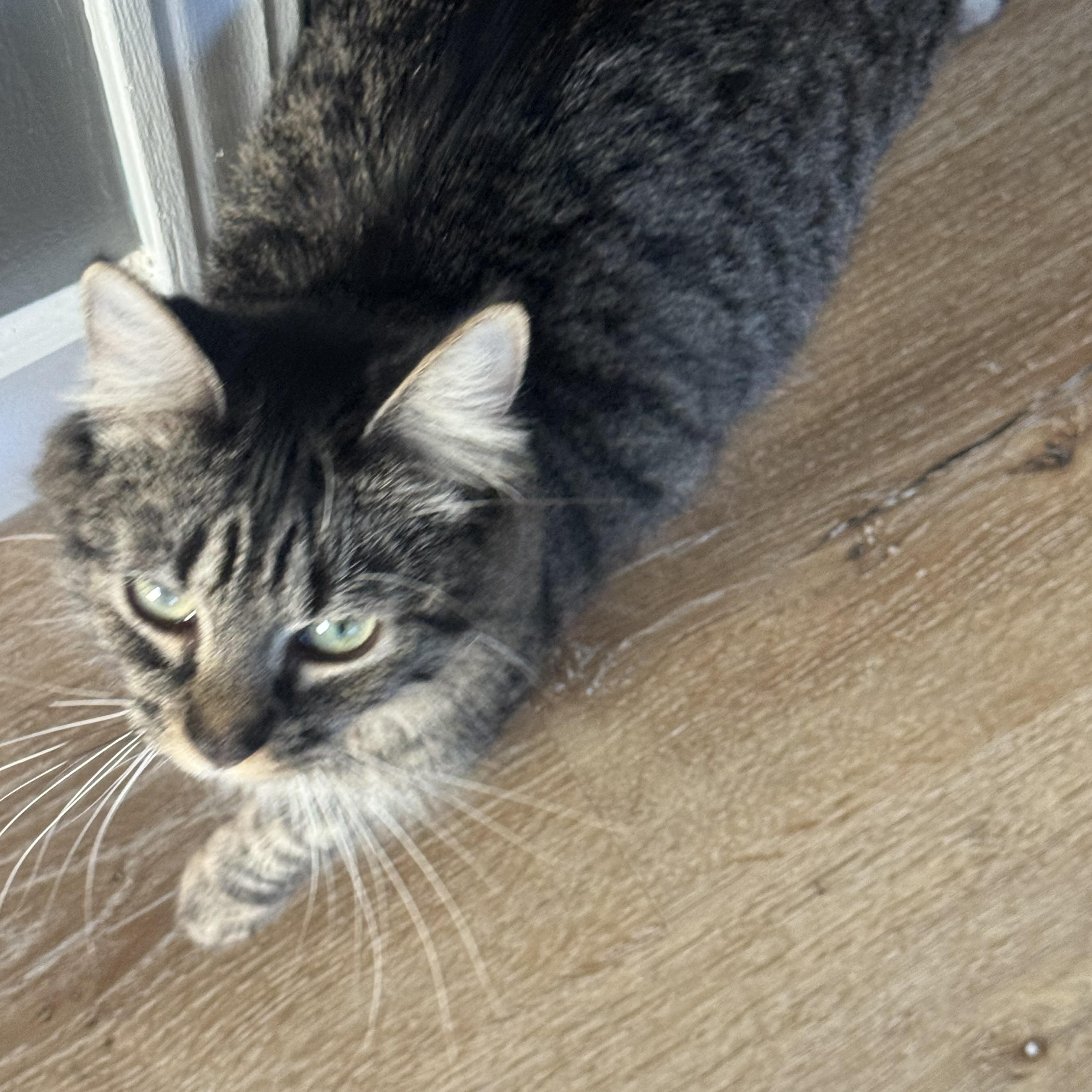 Enlarge Angel, a ADOPTABLE Domestic Medium Hair in Charlotte, NC image 4/5