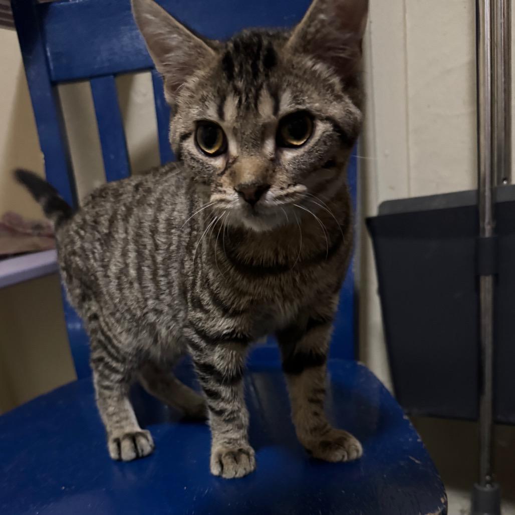 Pete, Adoptable, Young Male Tabby.