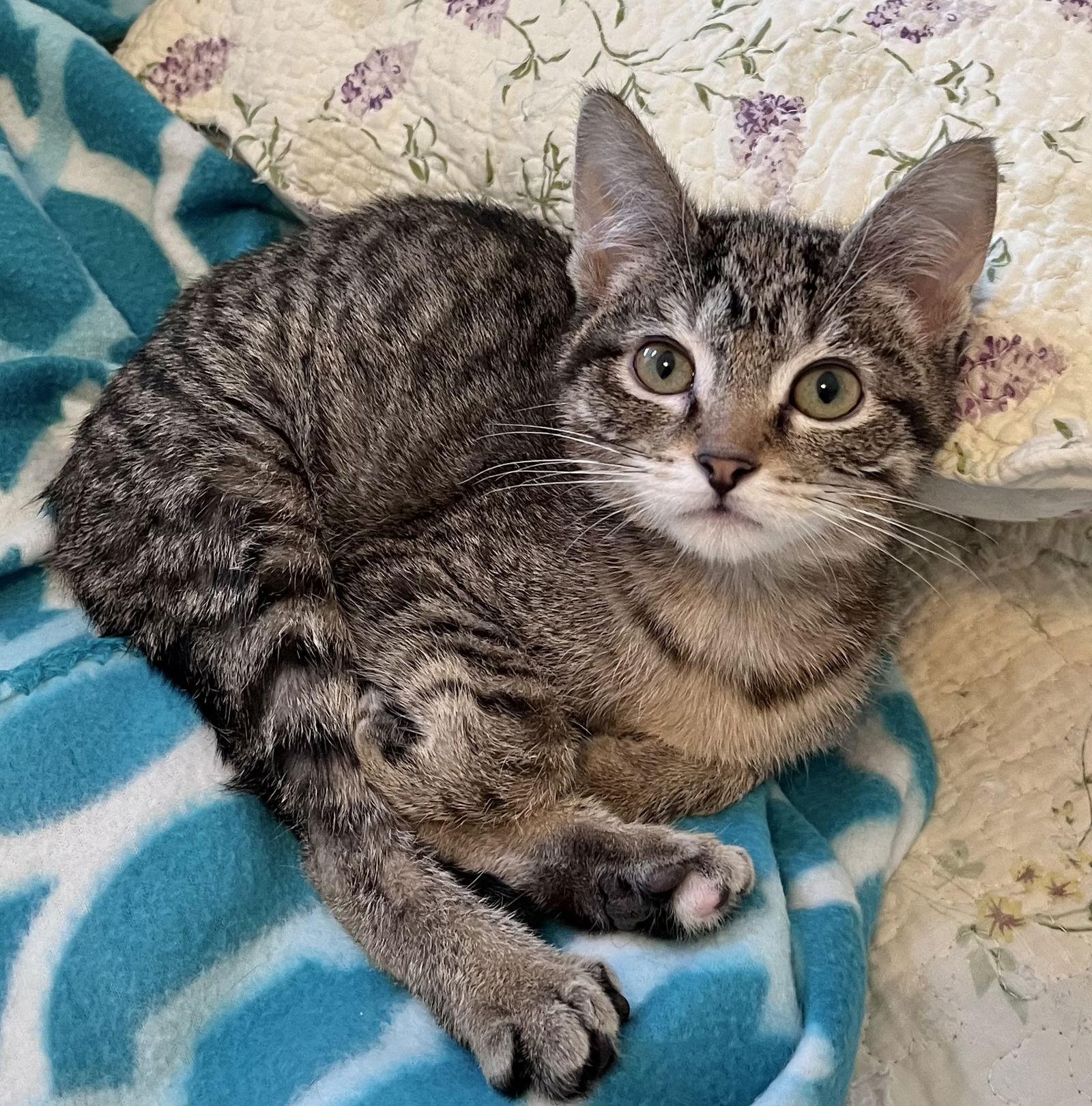 Enlarge McRib, a Adoptable Domestic Short Hair in Shawnee, KS image 2/3