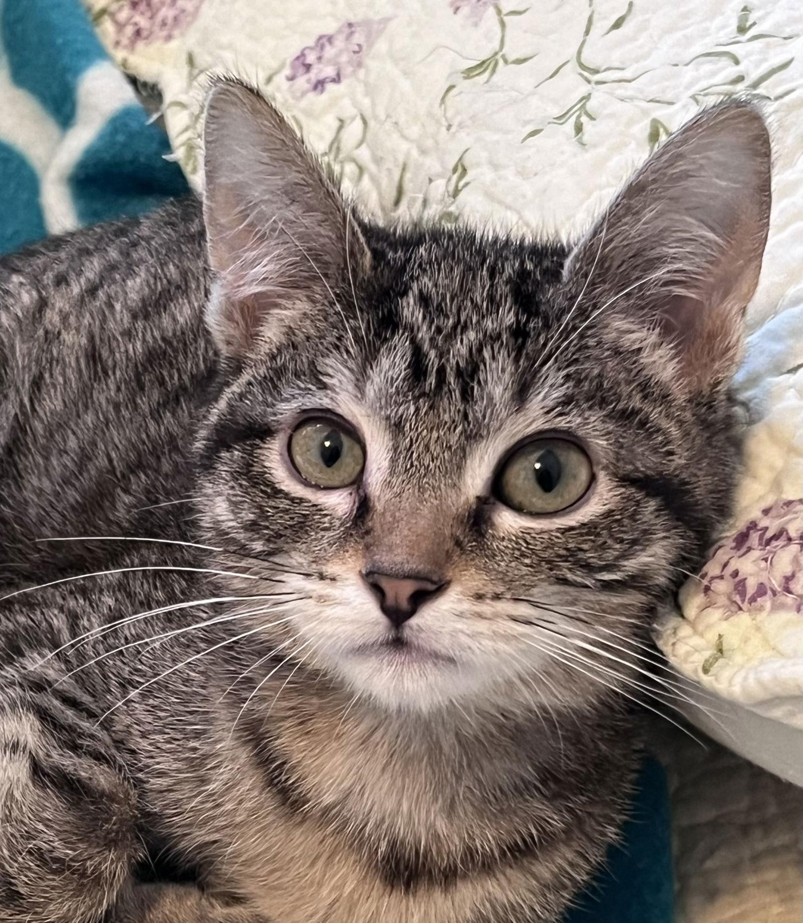 Enlarge McRib, a Adoptable Domestic Short Hair in Shawnee, KS image 3/3