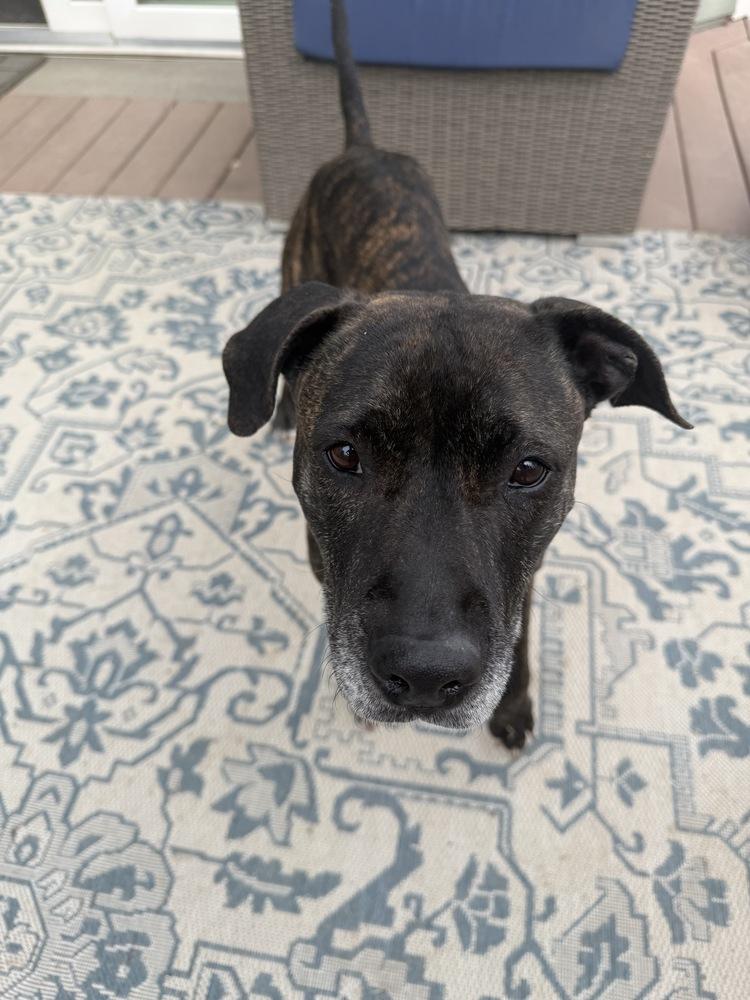 Enlarge Bella, a Adoptable mixed breed in Aurora, CO image 1/6