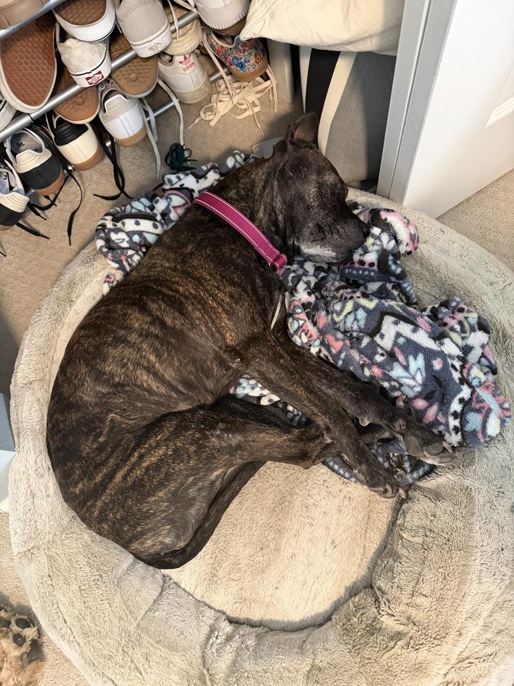 Enlarge Bella, a Adoptable mixed breed in Aurora, CO image 3/6