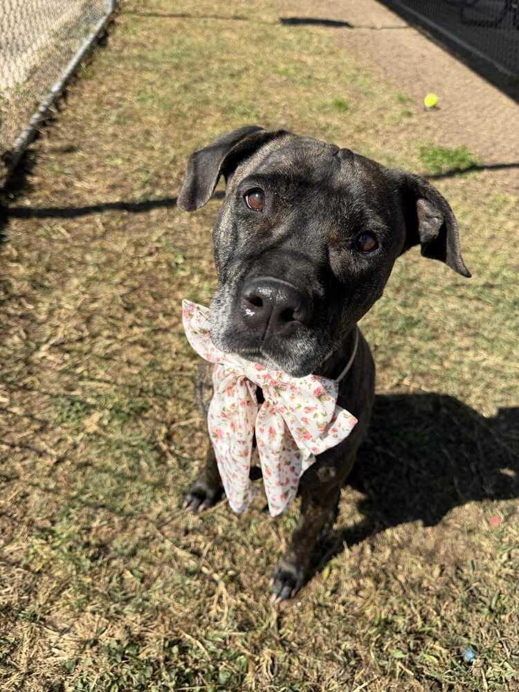 Enlarge Bella, a Adoptable mixed breed in Aurora, CO image 4/6