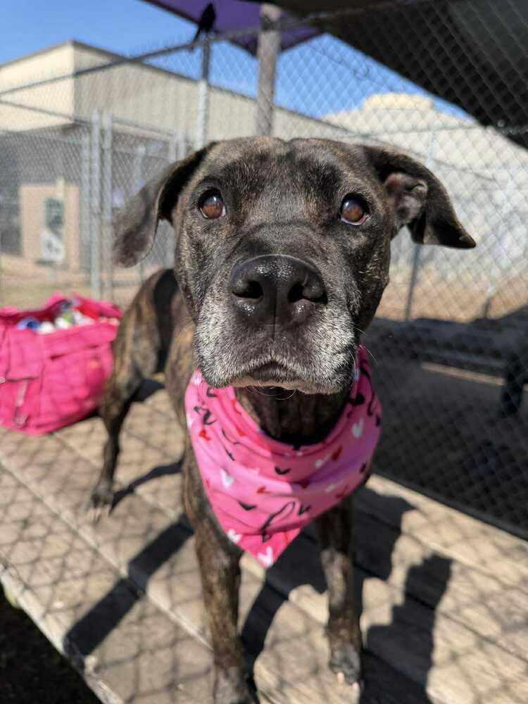 Enlarge Bella, a Adoptable mixed breed in Aurora, CO image 5/6