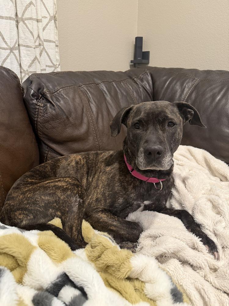 Enlarge Bella, a Adoptable mixed breed in Aurora, CO image 6/6