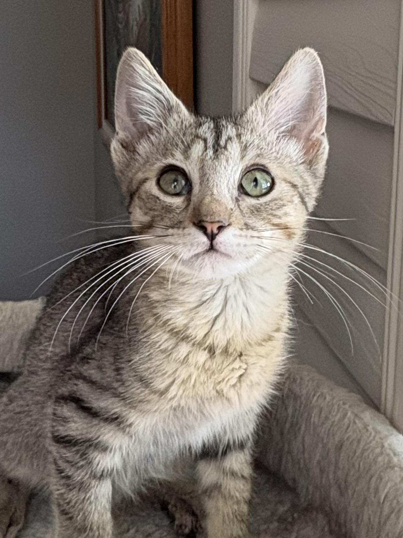 Enlarge Aretha, a Adoptable Domestic Short Hair in Oracle, AZ image 3/4