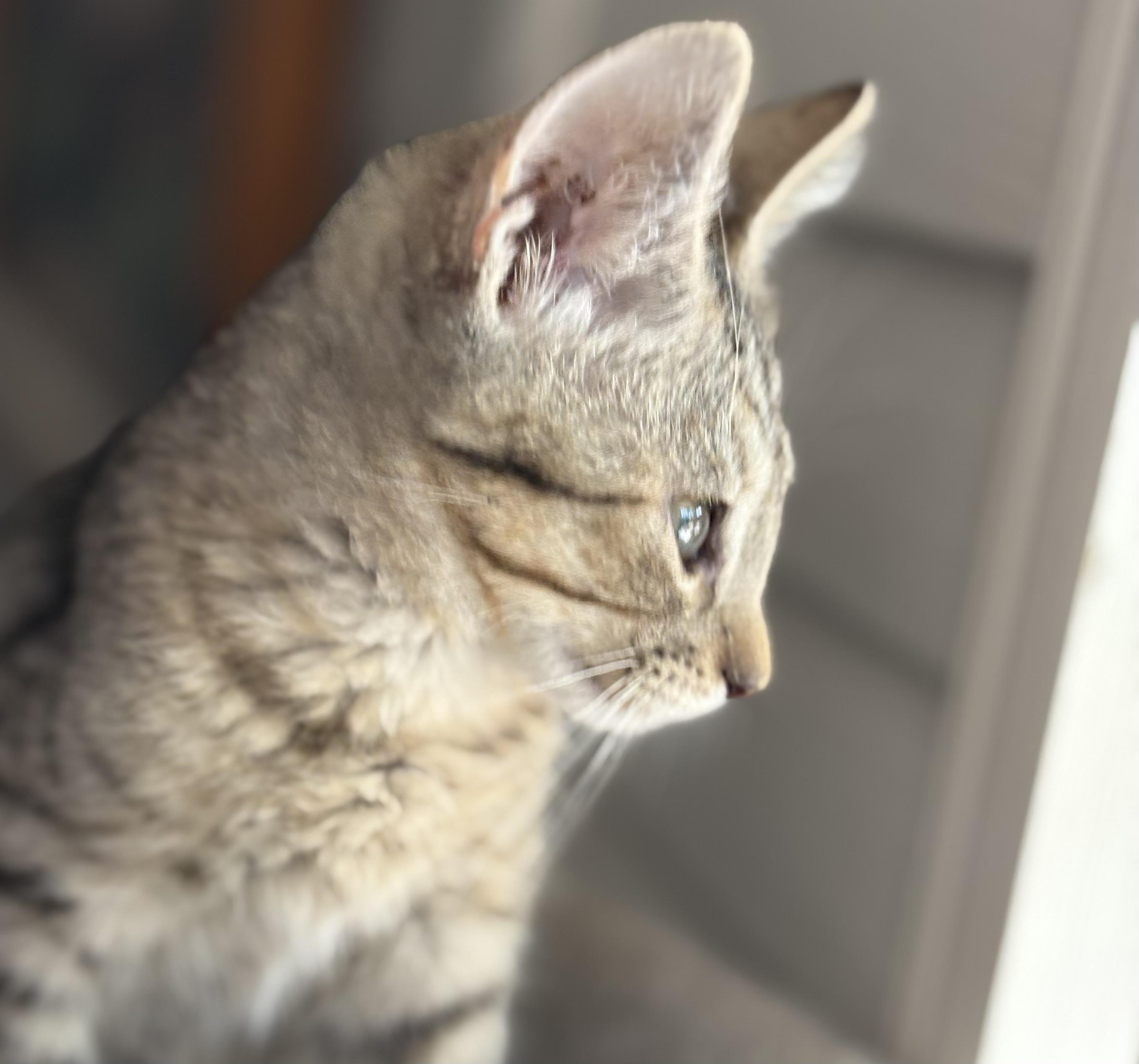 Enlarge Aretha, a Adoptable Domestic Short Hair in Oracle, AZ image 2/4