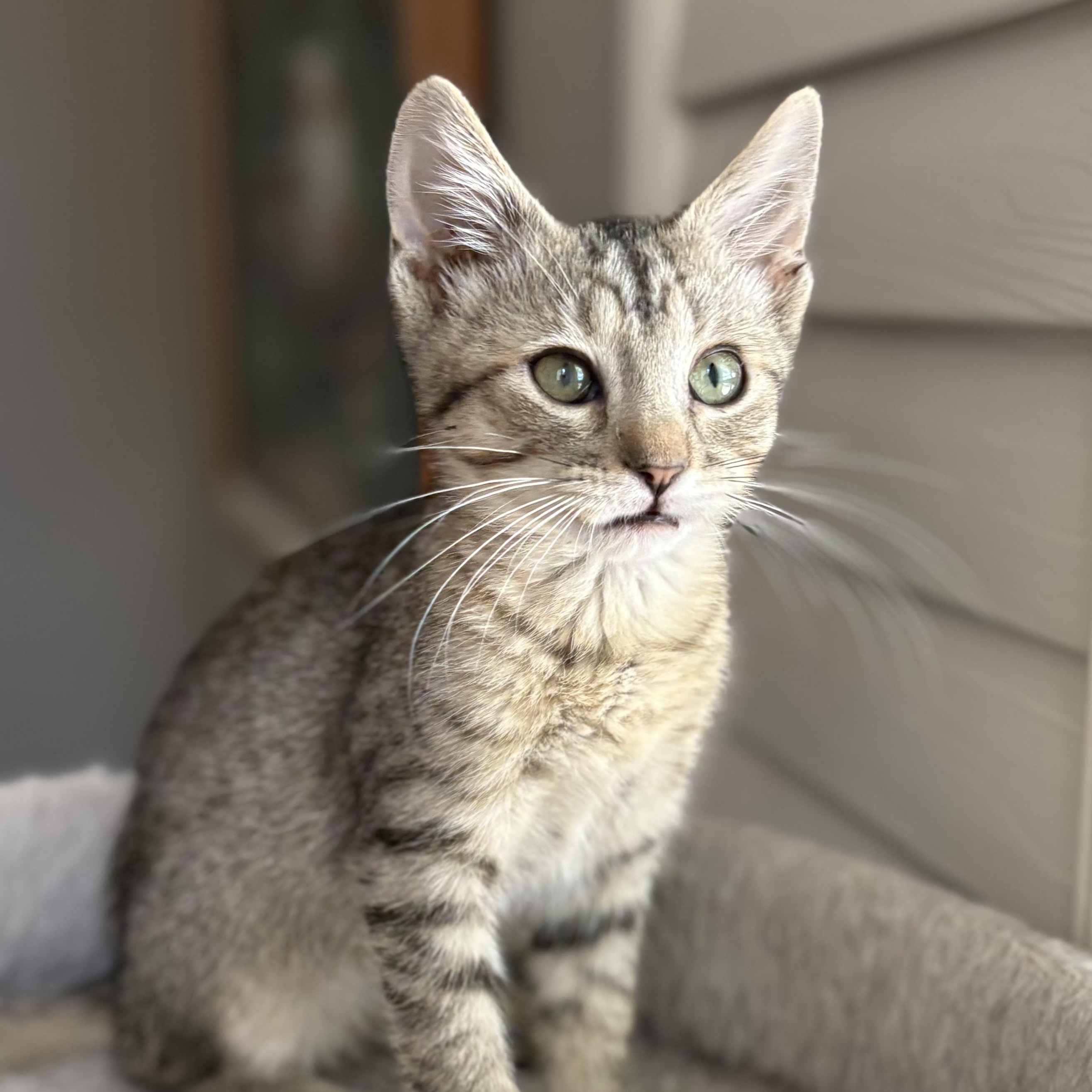 Enlarge Aretha, a Adoptable Domestic Short Hair in Oracle, AZ image 4/4