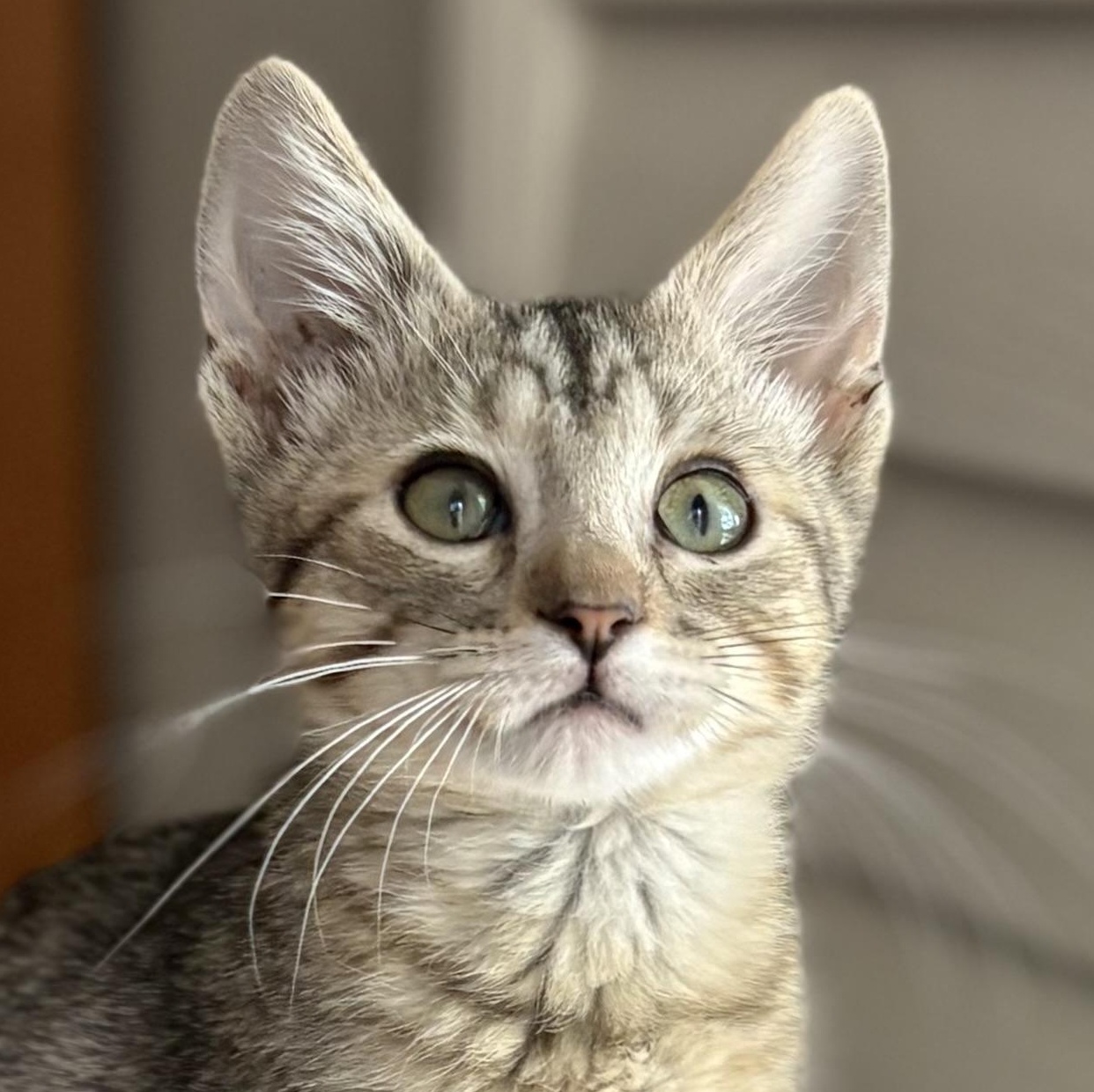 Aretha, Adoptable, Young Female Domestic Short Hair.