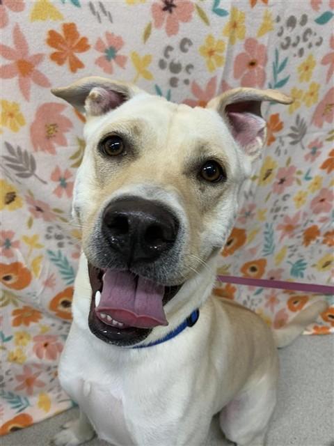 WILLIE, Adoptable, Young Male Labrador Retriever & Pit Bull Terrier.