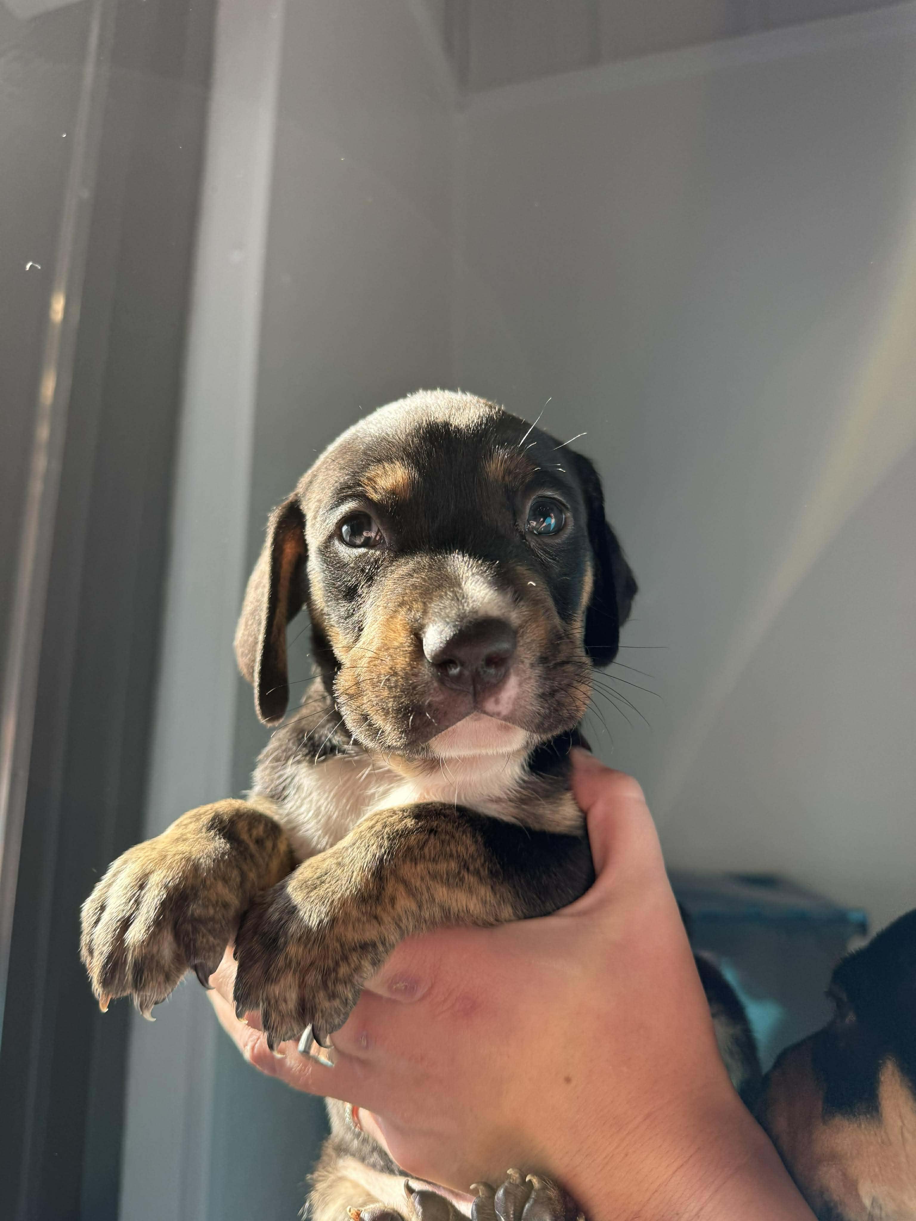 Balsam, adoptable, Puppy Male Hound.