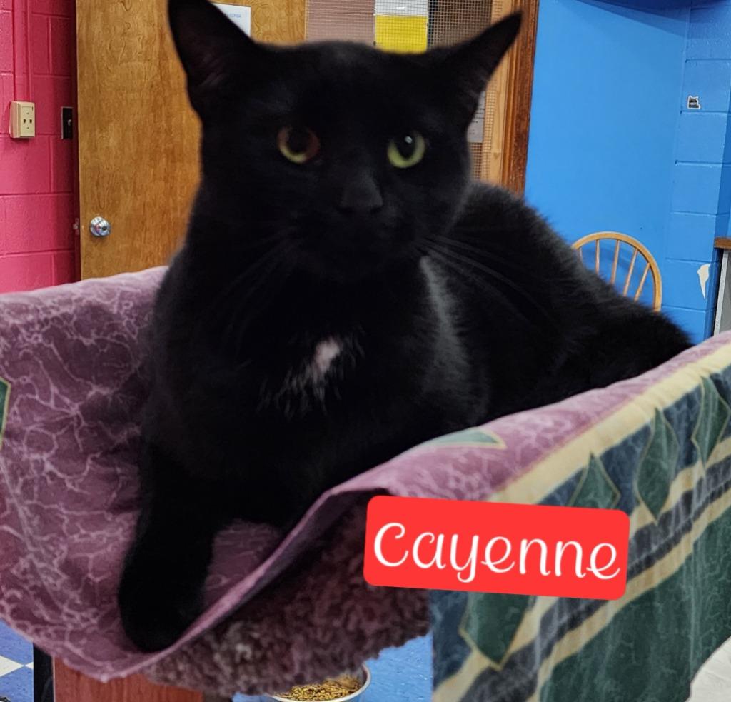 Enlarge Cayenne, a Adoptable mixed breed in Jim Thorpe, PA image 1/5