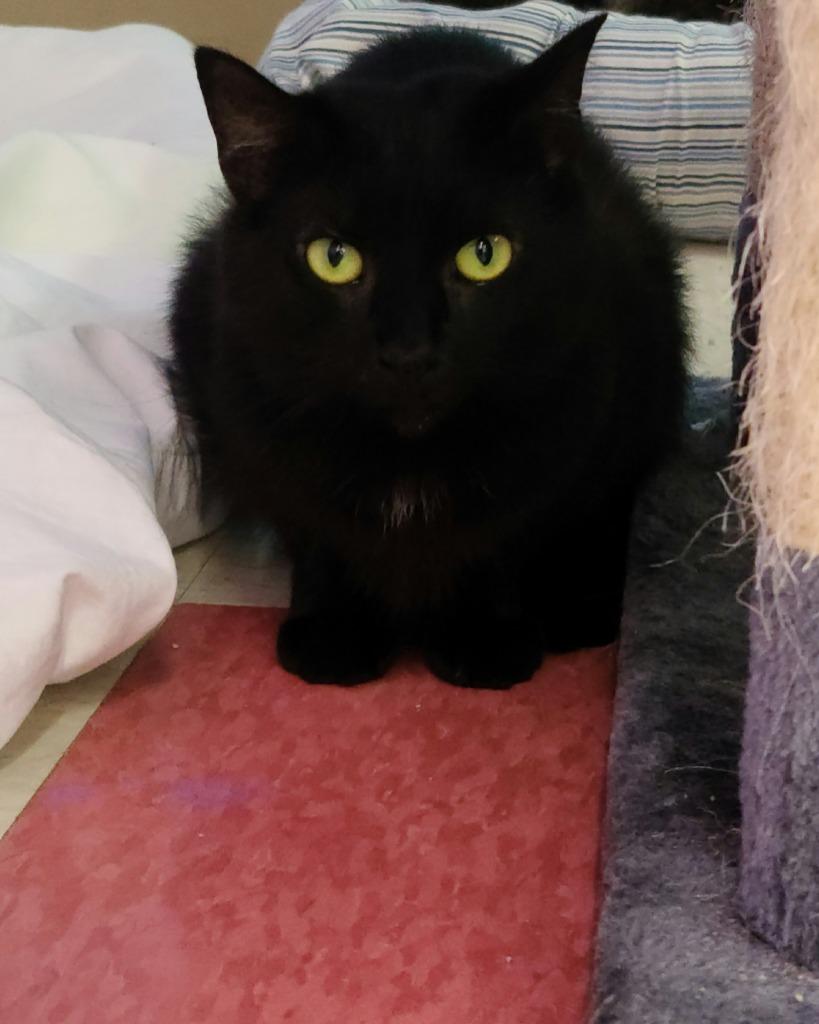 Enlarge Cayenne, a Adoptable mixed breed in Jim Thorpe, PA image 4/5