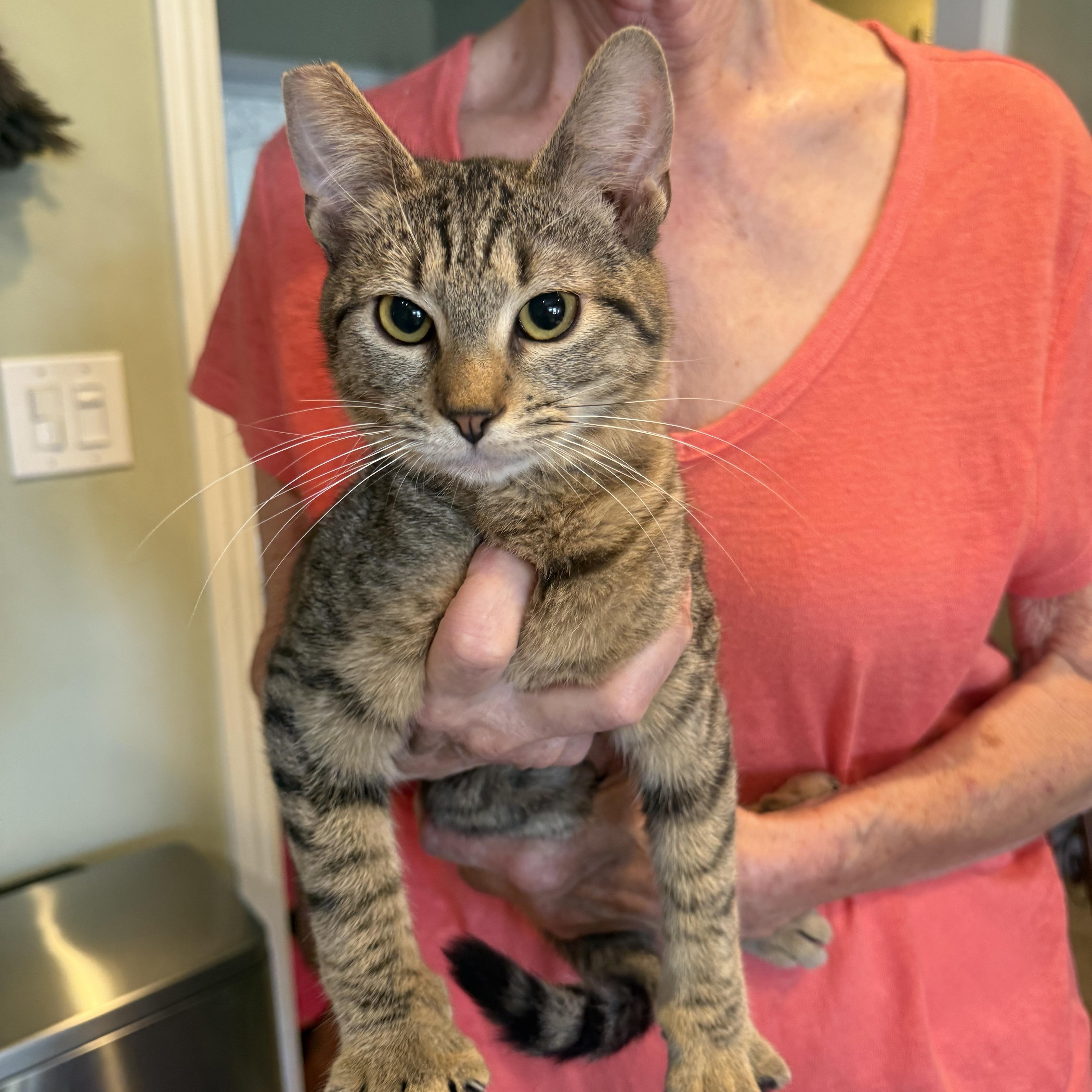 Handful, ADOPTABLE, Young Male Tabby.