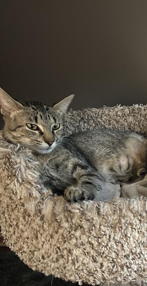 Cher, Adoptable, Young Female Domestic Short Hair.