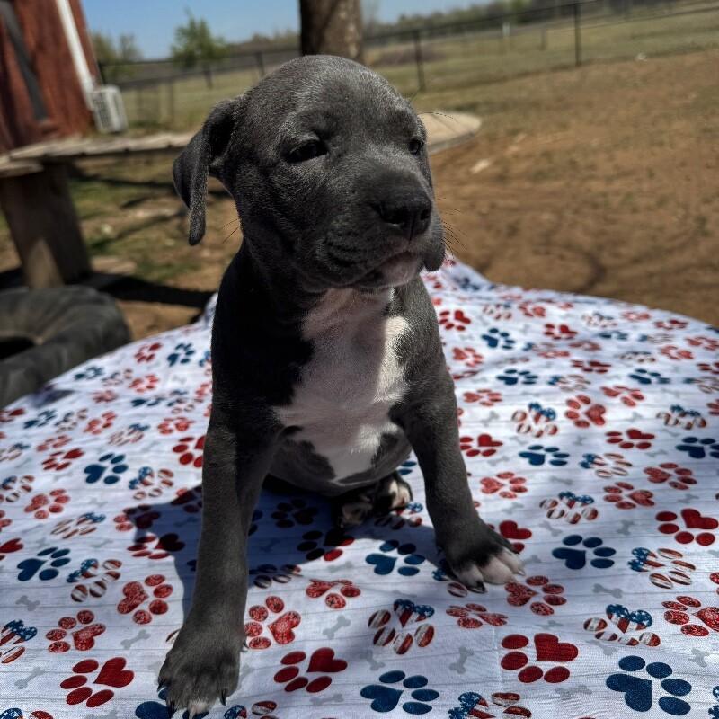 BENEDICT BRIDGERTON, Adoptable, Puppy Male American Staffordshire Terrier.