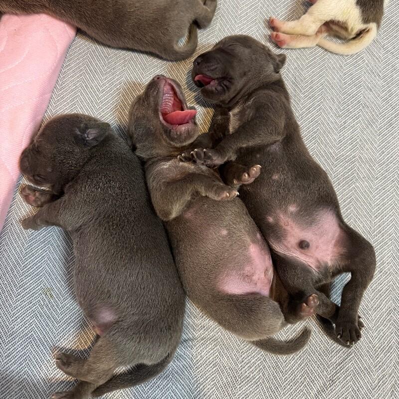 Enlarge BENEDICT BRIDGERTON, a Adoptable American Staffordshire Terrier in lawton, OK image 2/4