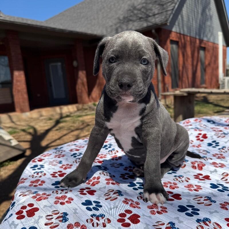 Enlarge BENEDICT BRIDGERTON, a Adoptable American Staffordshire Terrier in lawton, OK image 3/4