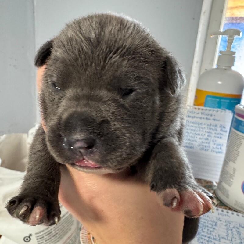 Enlarge BENEDICT BRIDGERTON, a Adoptable American Staffordshire Terrier in lawton, OK image 4/4