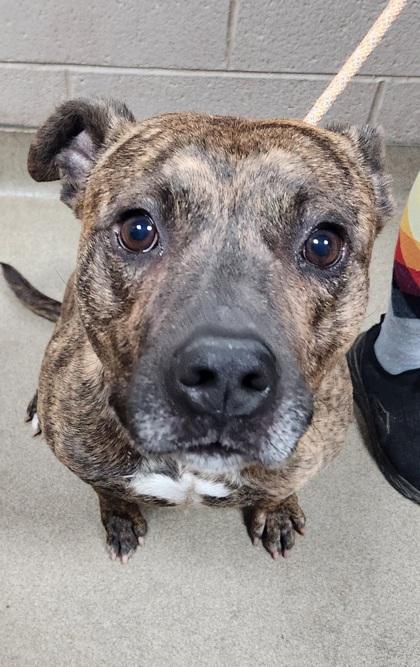 Nigel, Adoptable, Adult Male Mixed Breed & Mixed Breed.