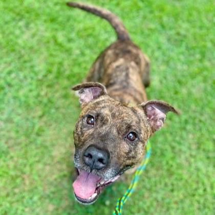 Enlarge Nigel, a Adoptable Mixed Breed in Spartanburg, SC image 2/2