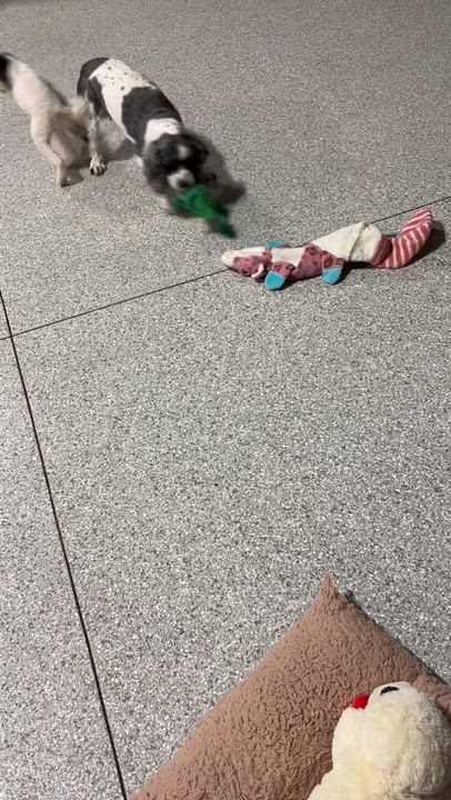 Enlarge Bo, a Adoptable Miniature Poodle in Maumee , OH video 4/5