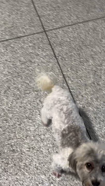 Enlarge Bo, a Adoptable Miniature Poodle in Maumee , OH video 5/5