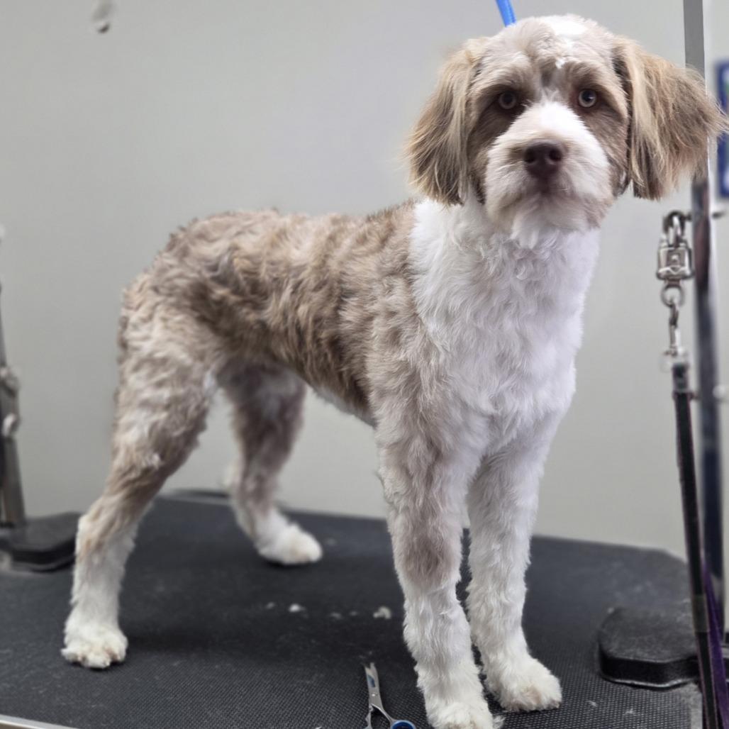 Sammy, Adoptable, Young Male Poodle & Australian Shepherd.