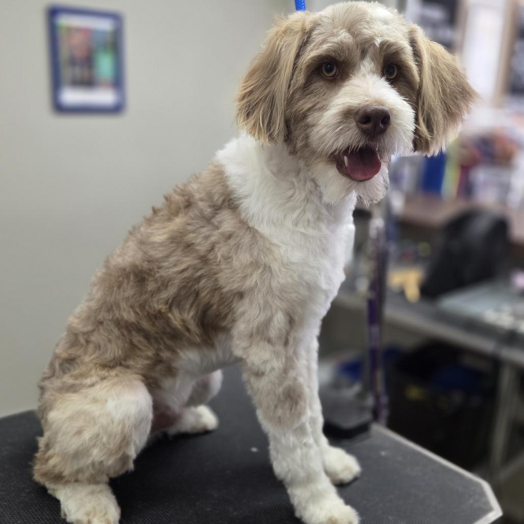 Enlarge Sammy, a Adoptable mixed breed in Baker City, OR image 2/3