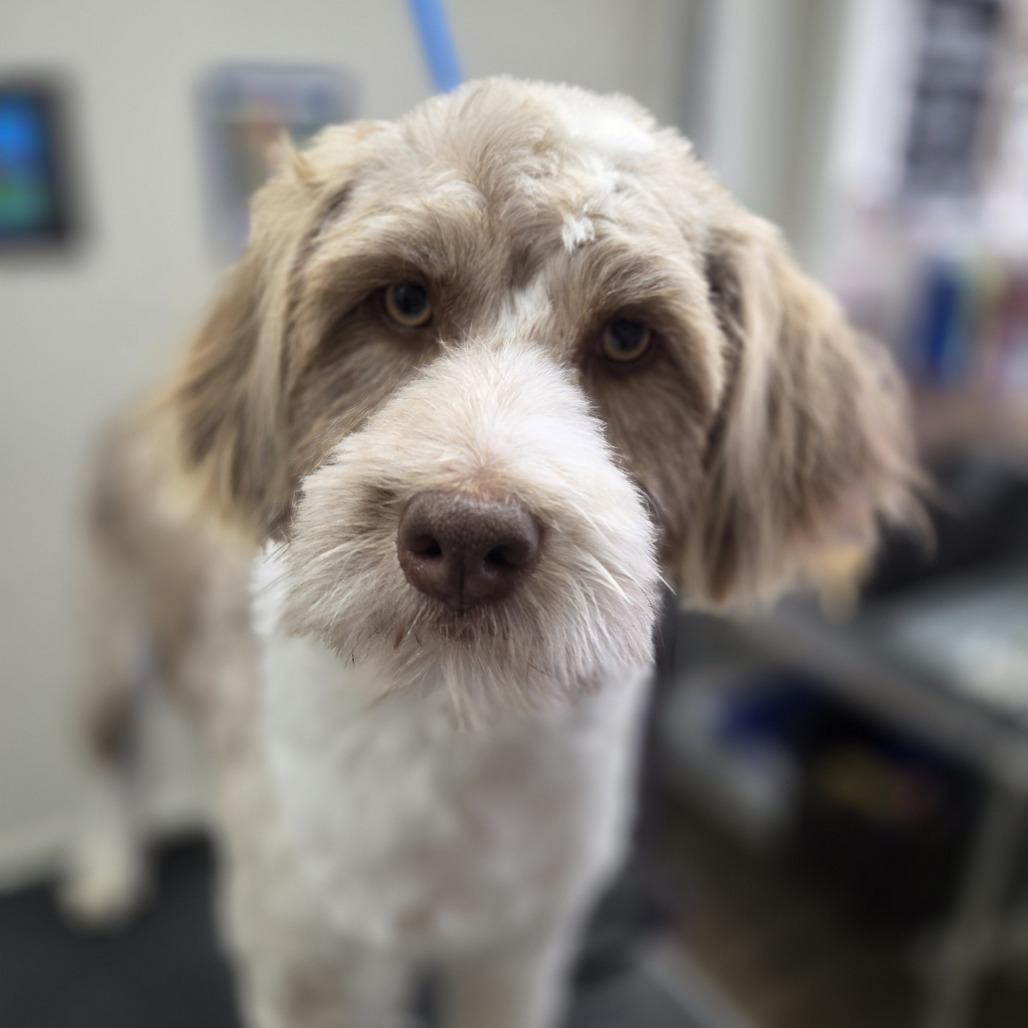 Enlarge Sammy, a Adoptable mixed breed in Baker City, OR image 3/3